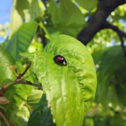 Close-up of ladybug on leaf