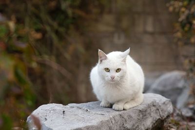 Portrait of white cat sitting outdoors