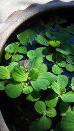 Close-up of lotus leaves floating on water