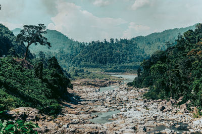 Panoramic view of forest against sky