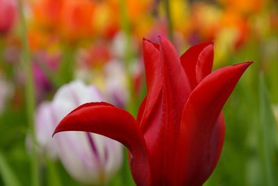 Close-up of day lily blooming outdoors