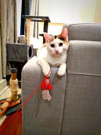 Portrait of cat sitting