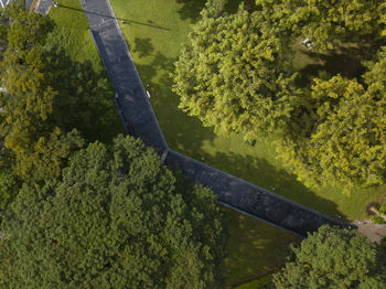 High angle view of trees growing in forest