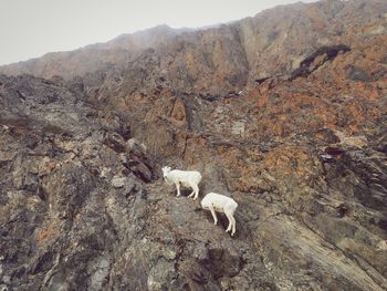 High angle view of sheep on rock