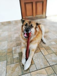 Portrait of dog on tiled floor