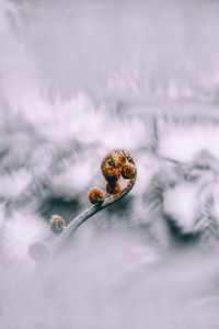 Close-up of butterfly on flower in snow