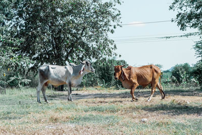 Horses in a field