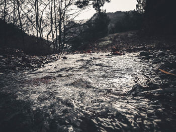 Scenic view of river flowing through forest