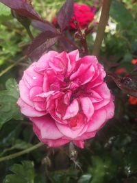 Close-up of pink flower blooming outdoors