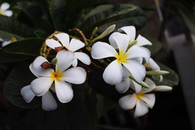 Close-up of white flowering plant