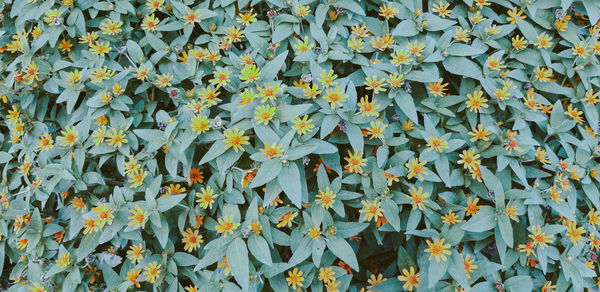 Full frame shot of leaves on plant