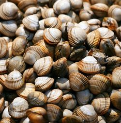 Full frame shot of seashells