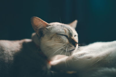 Close-up of a cat