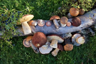 Close-up of mushrooms growing on field