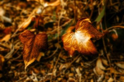 Close-up of dry leaves on field