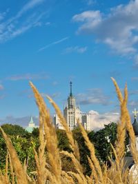 Low angle view of plant against sky