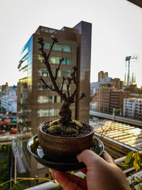 Person holding potted plant against building