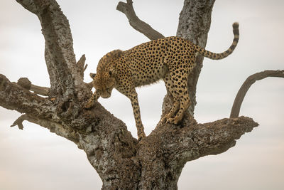 Cheetah stands in old tree staring down