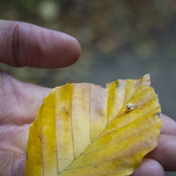 Close-up of hand holding leaf