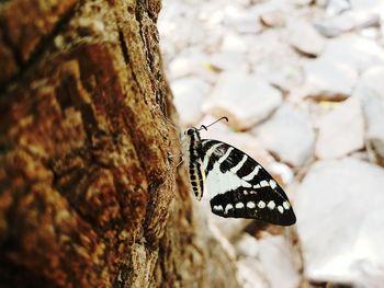 Close-up of butterfly perching on tree trunk