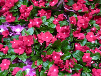 Full frame shot of pink flowering plants