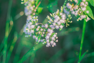 Close-up of flowering plant