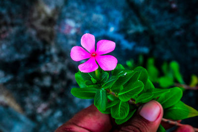Close-up of hand holding pink flower