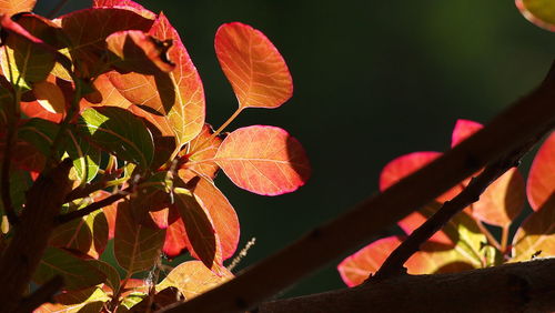 Close-up of red leaves