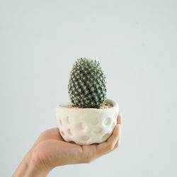 Close-up of hand holding cactus against white background