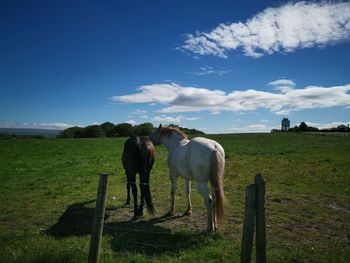 Horses grazing in a field