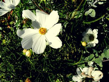 High angle view of white flowering plants