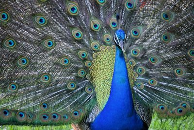 Close-up of peacock