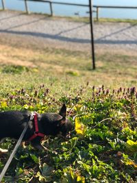 Small dog in a field