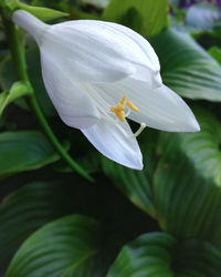 Close-up of white rose flower