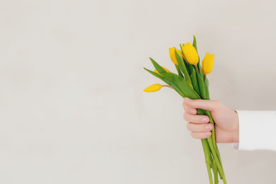 Yellow tulips against white background