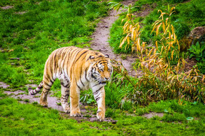 Tiger walking in a forest
