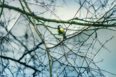 Close up of twigs