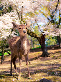 Portrait of giraffe on tree