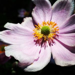 Close-up of flower blooming