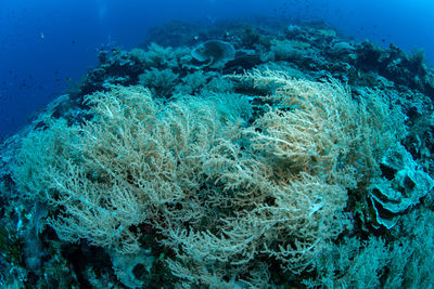 View of coral in sea