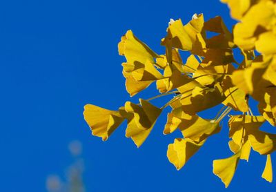 Low angle view of yellow flowers blooming against blue sky