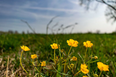 Close-up of yellow flowering plants growing on field