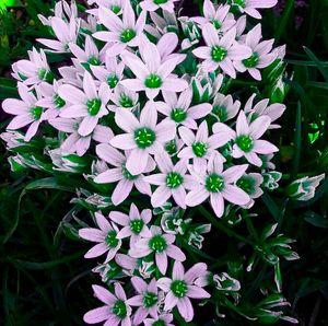 High angle view of purple flowering plants
