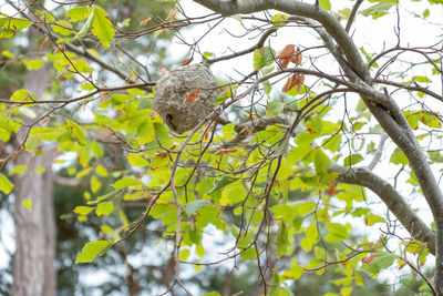 Low angle view of bird perching on tree