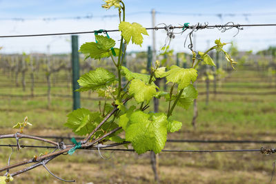 Close-up of plant growing in vineyard