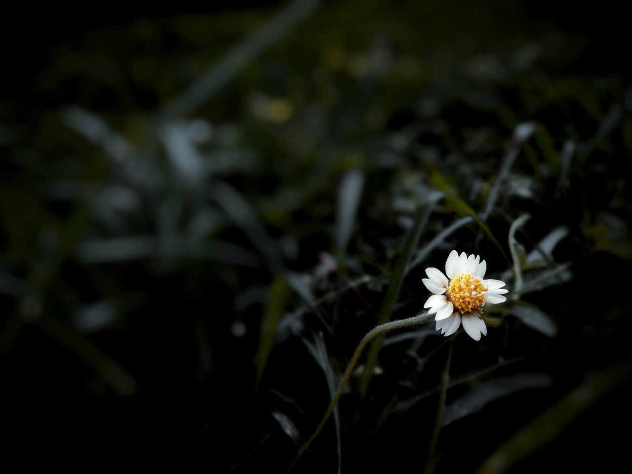 flower, freshness, fragility, petal, growth, flower head, white color, beauty in nature, plant, blooming, nature, focus on foreground, daisy, close-up, stem, field, in bloom, selective focus, pollen, outdoors, botany, white, no people, blossom, day, growing, green color, softness, tranquility