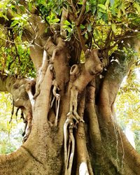 Low angle view of tree in forest