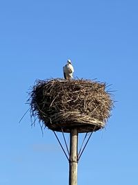 Low angle view of bird perching on nest