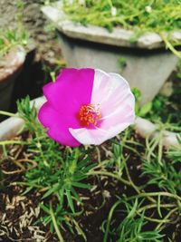 Close-up of pink crocus flower on field