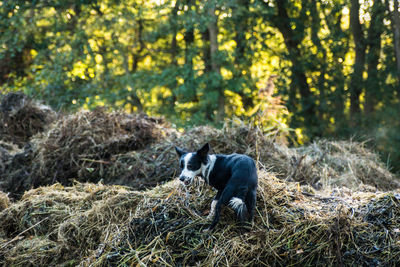 Dog sitting on field in a forest